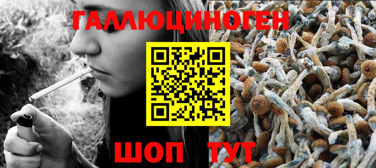 Горно-Алтайск  Псилоцибиновые грибы Cubensis  Вход с VPN 