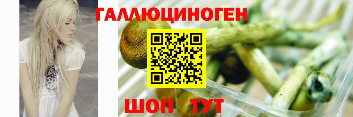Галлюциногенные грибы мухоморы Горно-Алтайск